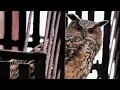 Flaco s Laws introduced to NYC Council in honor of beloved owl