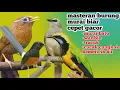 Download Lagu masteran for noisy magpie robins(masteran buat murai batu berisik) 