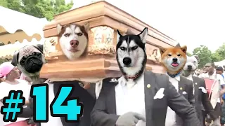 Download Dancing Funeral Coffin Meme - 🐶 Dogs and 😻 Cats Version #14 MP3