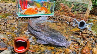 Catching giant catfish; there are also koi, snakehead fish, betta fish, goldfish, turtles colorful