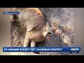 Kentucky Humane Society putting on pet calendar contest