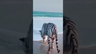 سباحة النمر الأبيض 