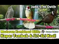 Download Lagu MASTERAN KOMBINASI SIRI SIRI KECIL, KAPAS TEMBAK DAN CILILIN JEDA RAPAT 5 - 10 DETIK - SUARA JERNIH