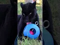 Download Lagu PART 1 Bagheera, a Rescued Black Jaguar, LOVES his Ball