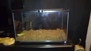 TinyFoot Update