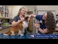 Practicing at Vetco Total Care