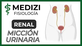 Clase 56 Fisiología Renal - Micción urinaria (IG:@doctor.paiva)