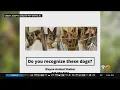 Nearly A Dozen German Shepherds Abandoned In New Jersey