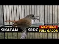 Suara burung sulingan bambu / SRDC GACOR bongkar isian , masteran tledekan gunung bakau agar EMOSI