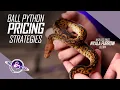SECRET Ball Python Pricing Implications Reptile Business Tips