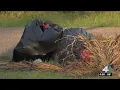 Yard waste left by Elsa piling up on Northeast Florida residents curbs