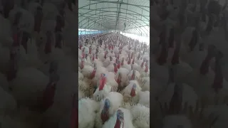 تربية ديك الرومي 