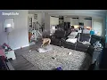 Download Lagu Dog bites lithium-ion battery, sparks fire inside Chapel Hill home
