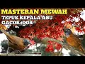Download Lagu AUDIO SUPER JERNIH MASTERAN BURUNG TEPUS KEPALA ABU GACOR PALING DI CARI