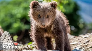 Happy Beginnings: Orphan Bear Cubs Unite | Cub Camp 102