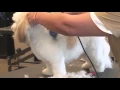 How to Use Clippers when Grooming a Shaggy-Haired Dog Dog Grooming