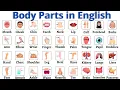 Body Parts Body Parts for Beginners Learn Body Parts in English