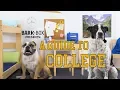 BARK University September 2017 s BarkBox Theme