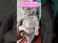 Download Lagu Biar Kau Gendut Pipimu Tembem🤭#trending #viral #shortsvideo #youtubeshort #lucu #kucing
