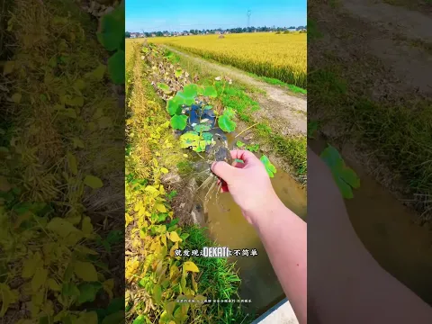 Nggak Sengaja! Ketemu Kepiting Besar Saat Bersihkan Sawah #shorts #faktaunik #hiburan