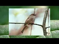 Nature Relaxing Birds Sounds Nightingale Chirping In The Forest.