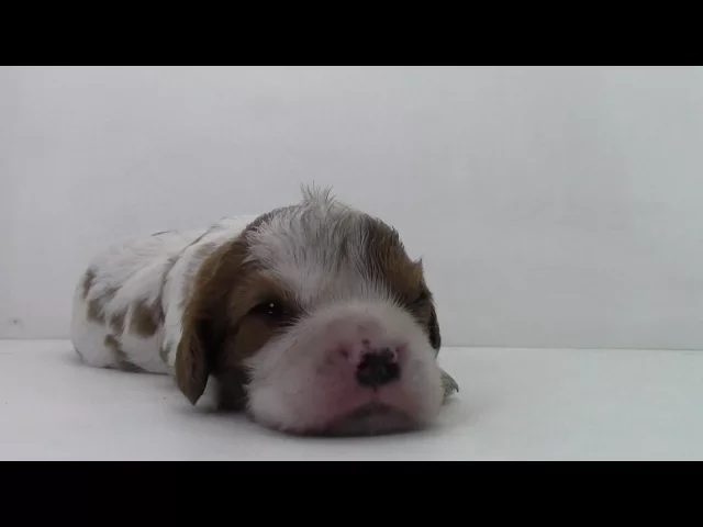 動画