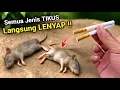 Download Lagu RATUSAN TIKUS LENYAP dalam sekejap‼️
