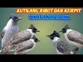 Suara Pikat Kutilang Ribut dan kutilang kejepit paling Ampuh