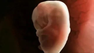 مراحل نمو الجنين داخل الرحم و البطن   دندنها