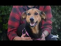 Do You Recognize These Faces From Our Rescues This Year