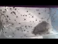 Huntsman Spider Eggs Hatching