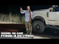 Road Cruising In Big Cypress Looking For A Monster Python