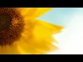 Download Lagu 10 Hours of Relaxing Music - Sleep Music, Piano \u0026 Guitar Music for Stress Relief (Benjamin)