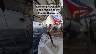 Deep sea fishing! Wahoo 🎣 #oceansailing #boat #gosailing #sailingadventure