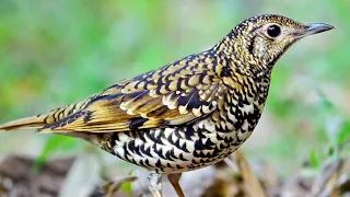 suara burung anis sisik scaly thrush 