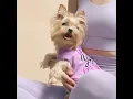 Fitwarm s Yoga Pawtners Dog Shirt Perfect for Your Pawsitive Practice