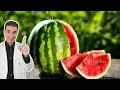 Download Lagu Ako jedete LUBENICU 15 dana zaredom ovo će se dogoditi...