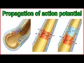 Propagation of Action Potential in an Unmyelinated Axon - Animated medical physiology