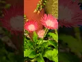 Download Lagu Daisy🌸🌸🌸 #shorts