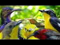 Download Lagu Suara pikat ribut burung kecil (anti zonk) 2020