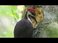 Download Lagu Pileated woodpecker