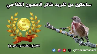 تغريد طائر الحسون التفاحي النينو الكماتشو الحرمل خالي من الأخطاء 