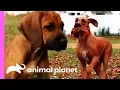 Rhodesian Ridgeback Pup Unleashes His Hunting Instincts Too Cute