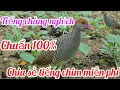 Download Lagu Tiếng Chim Chàng Nghịch Mồi, Chuẩn Mb3 Bản Gốc.Chuẩn Nhất 2024.