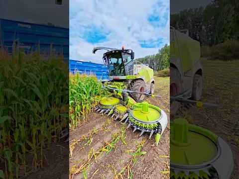 Maize silage CLAAS Jaguar forage harvester