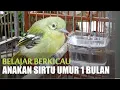 Download Lagu ANAKAN BURUNG SIRTU JANTAN I SIRDUM I SIRDUNG I UMUR 1 BULAN BELAJAR BERKICAU