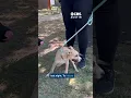 Dogs found after being stolen from Austin animal shelter