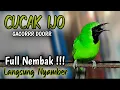 Lagu Cucak ijo gacor panjang Cuit Cuit EMOSI, Pancingan cucak ijo Belajar Bunyi, terapi AMPUH
