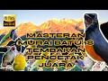 Download Lagu masteran MURAI BATU full TEMBAKAN MEWAH  tengkekbuto,kenari,cucakcungkok,cililin #muraijuaranasional