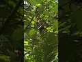 Download Lagu Bikin heran namanya burung hantu tapi takut sama hantu!!!!!
